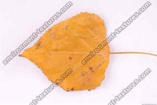 Photo Texture of Leaf 0029